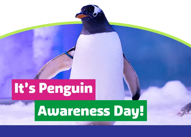 SLO 20240120 GEN Penguinawarenessday+ Sl Header