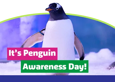SLO 20240120 GEN Penguinawarenessday+ Sl Header
