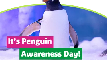 SLO 20240120 GEN Penguinawarenessday+ Sl Header