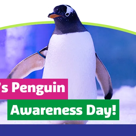 SLO 20240120 GEN Penguinawarenessday+ Sl Header