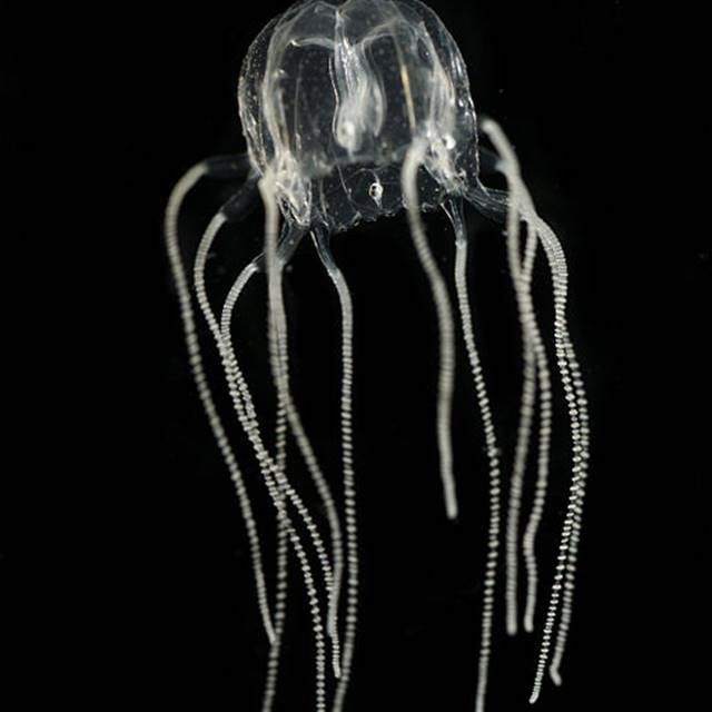 Box Jellyfish Tripedalia Cystophora Bielecki