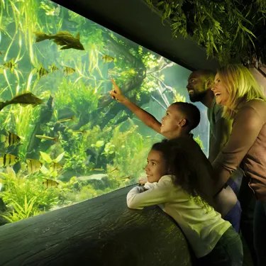 10703 RAINFOREST FAMILY1 JPEG 95 8386 Fin V5 Crop Lo Res