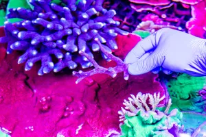Coralconservation