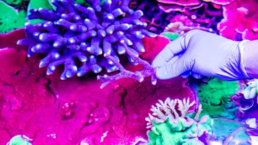 Coralconservation