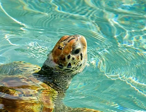 Sea Turtle