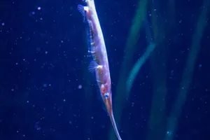 Razorfish