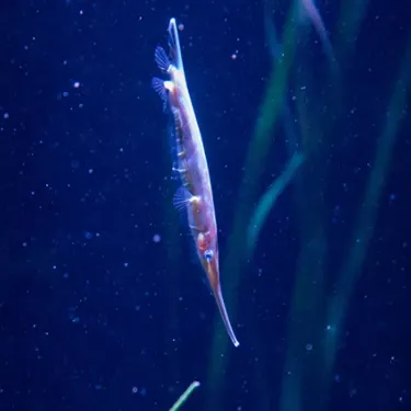 Razorfish