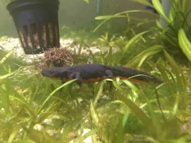 Chinese Fire-Bellied newts