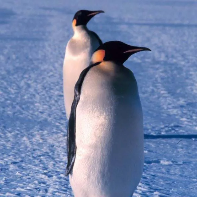 Emperor Penguin