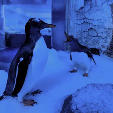 Penguin Shouting