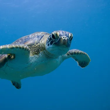Green Sea Turtle