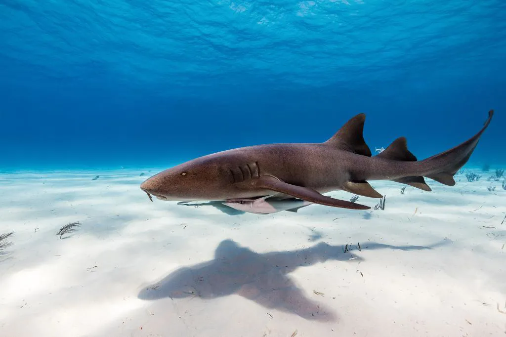 Nurse Sharks Getty