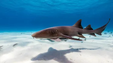 Nurse Sharks Getty