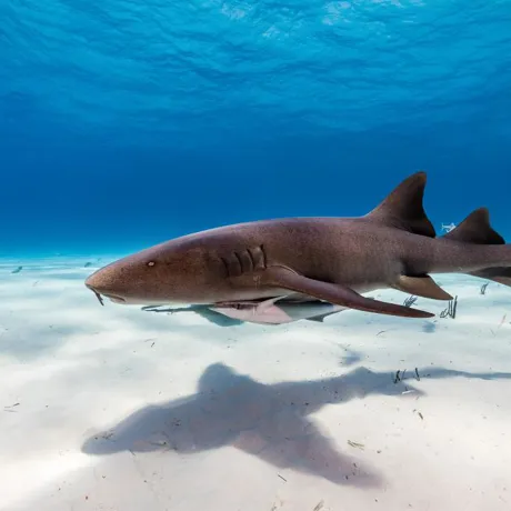 Nurse Sharks Getty