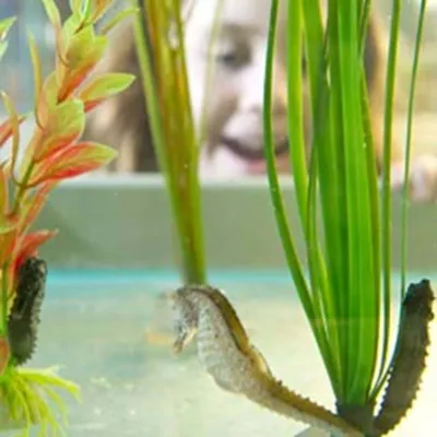 Seahorse in a tank