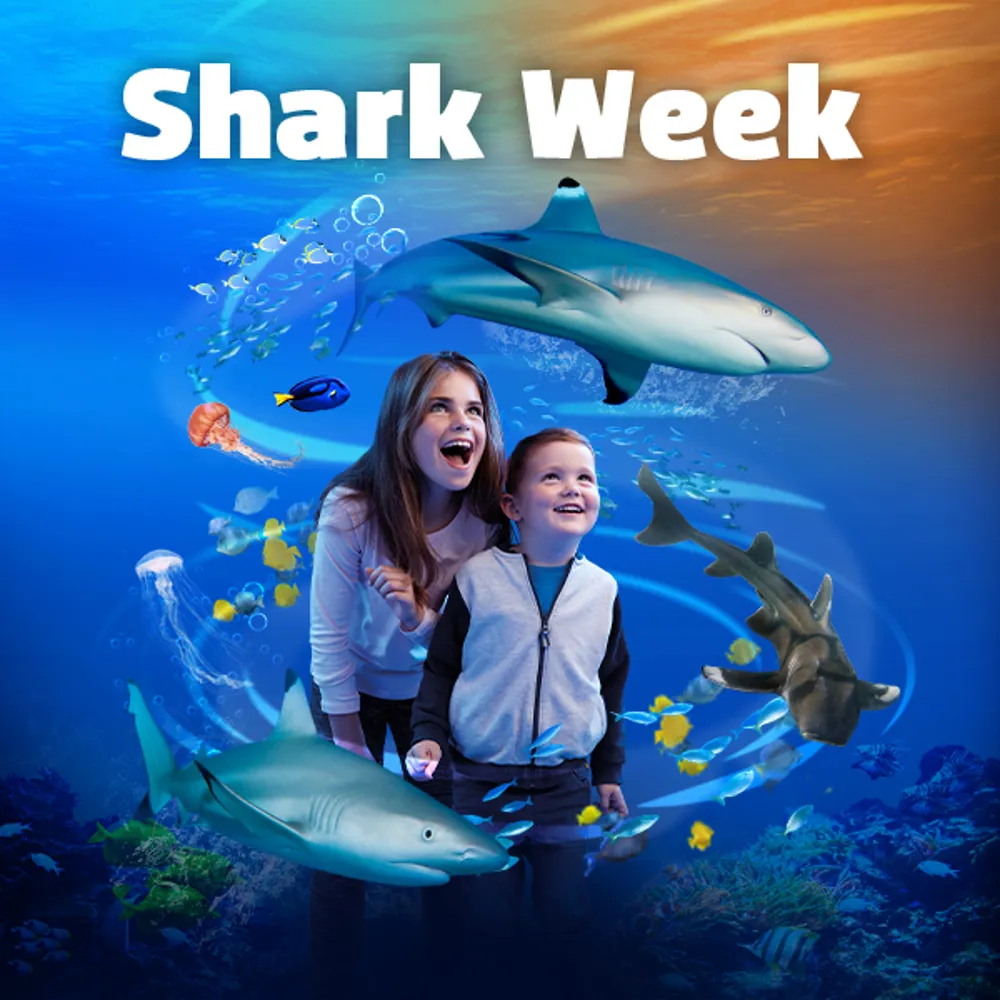 Sea Life Week Shark Week | Sea Life London Aquarium