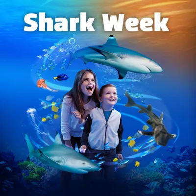 SLLA Sharks Web Block 600X600