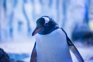 Penguin