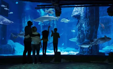 10737 SHARKTANK FAMILY1 JPEG 8 2500 Fin V5 Crop Lo Res