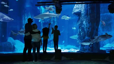 10737 SHARKTANK FAMILY1 JPEG 8 2500 Fin V5 Crop Lo Res