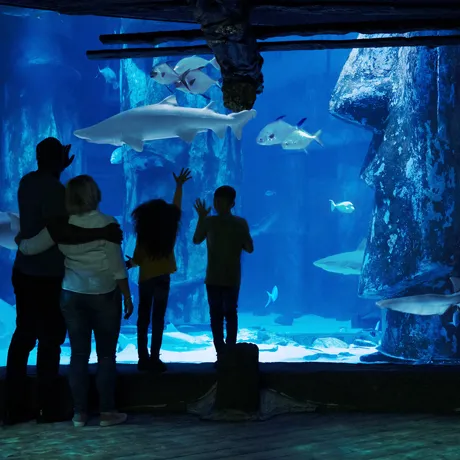 10737 SHARKTANK FAMILY1 JPEG 8 2500 Fin V5 Crop Lo Res