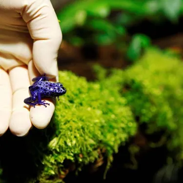 Poison Dart Frog