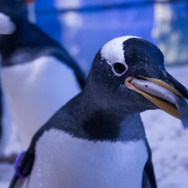Penguins 1 (1)