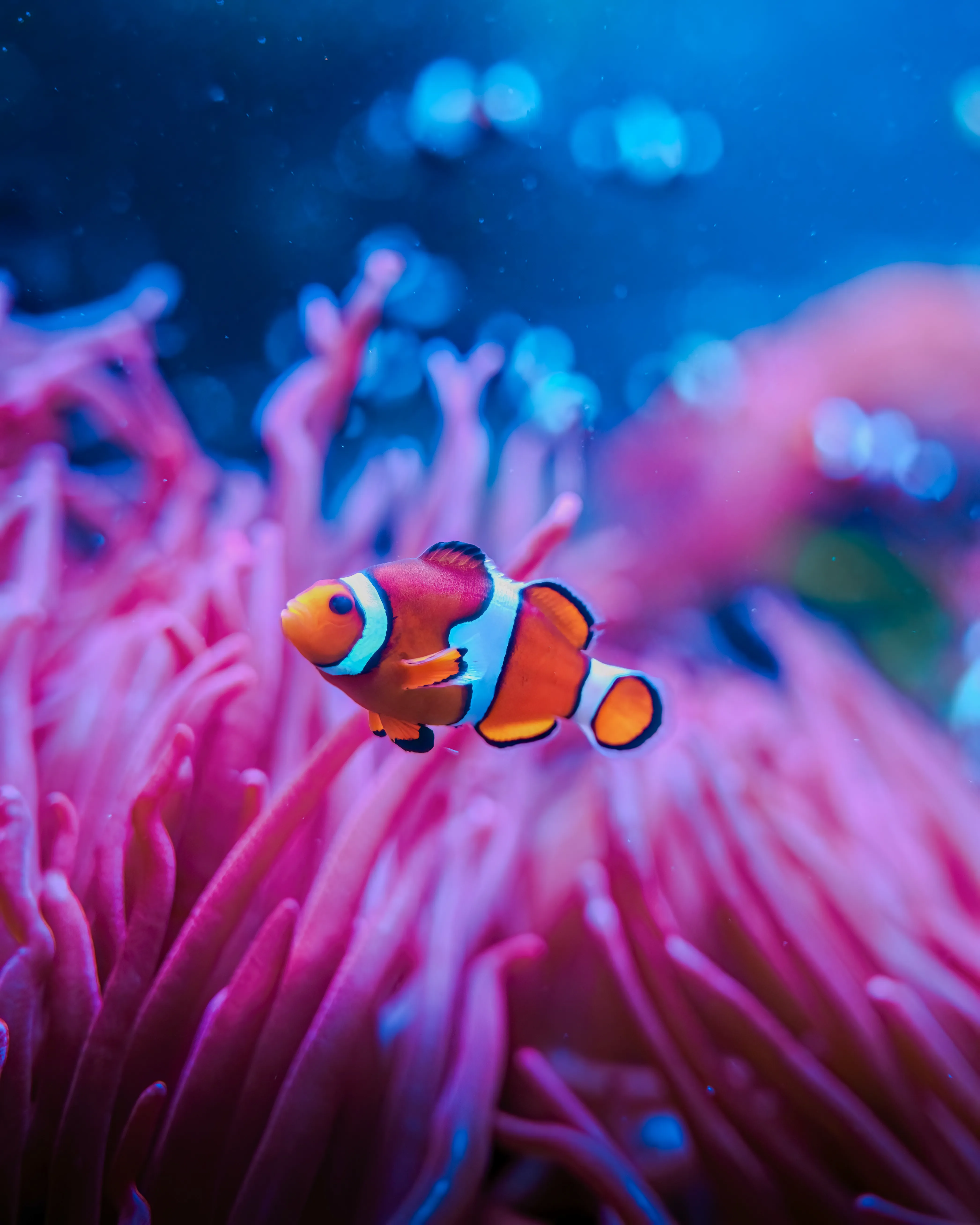 Sealife Socialsshoot 22