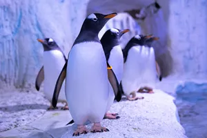 Penguins for Christmas 