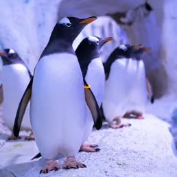 Penguins for Christmas