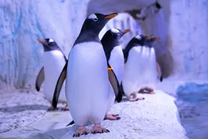 Penguins for Christmas