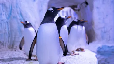 Penguins for Christmas