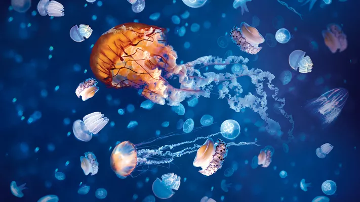 Mooloolaba Jellyfish