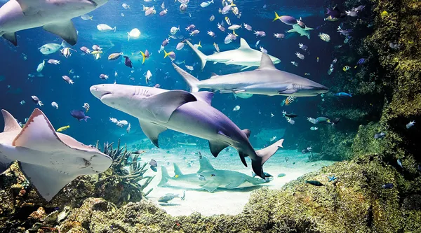 Visit Aquarium In London SEA LIFE London Visit Aquarium In London SEA LIFE London