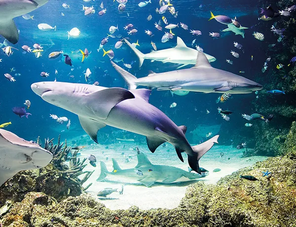 Shark Theatre Ticket