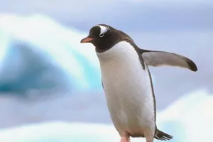 Penguin In Antartica