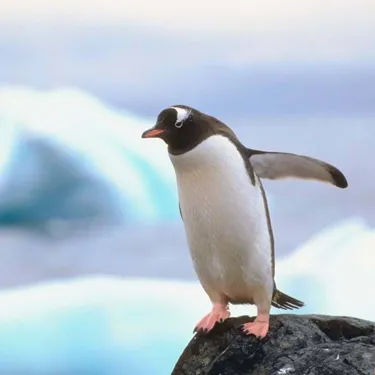 Penguin In Antartica