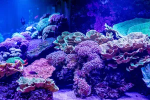 Coral Display