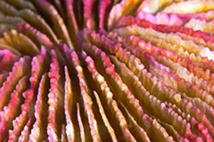 Coral