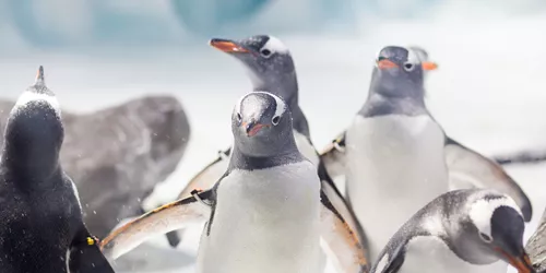 Penguin Moulting Season