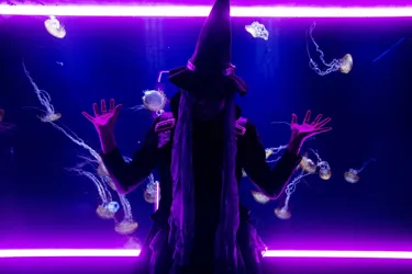Jellyfish Witch