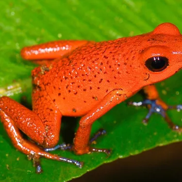 Strawberry Poison Dart Frog