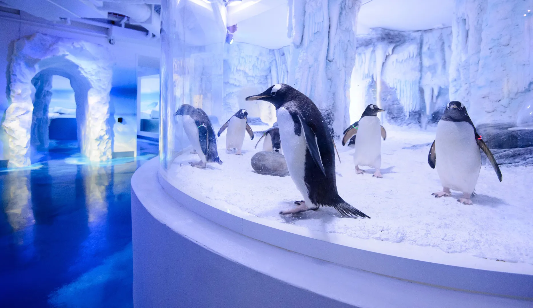 Chill Out With Gentoo Penguins