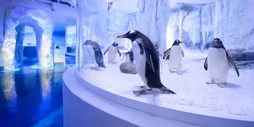 Chill Out With Gentoo Penguins