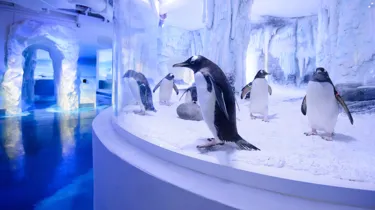 Chill Out With Gentoo Penguins