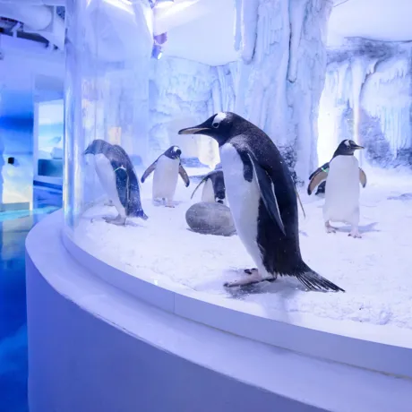Chill Out With Gentoo Penguins