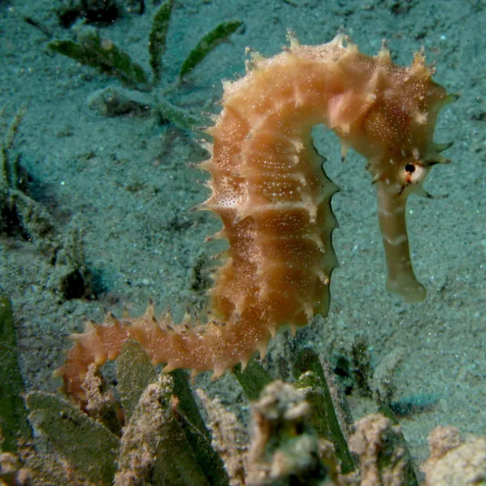 Seahorse SL Blog Desktop