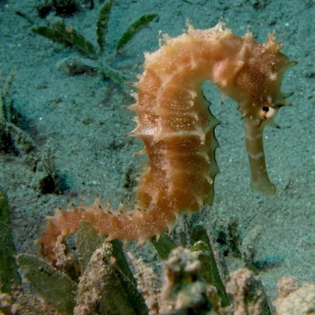 Seahorse SL Blog Desktop