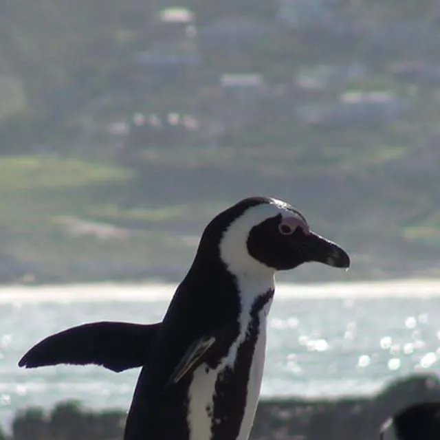 South African Penguin