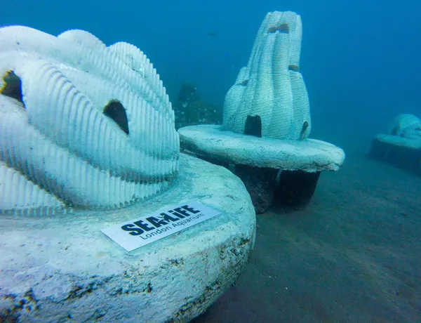 Resting Reef 1280X914px